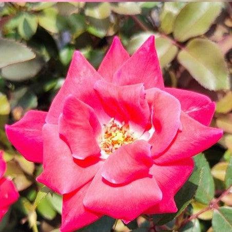 Rosa ‘Radtko’ PP 16,202  - Double Knock Out® Rose