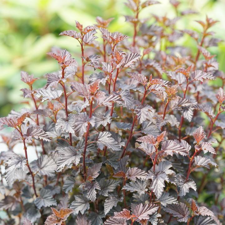 Physocarpus opulifolius 'SMNPMS'  - Summer Wine® Black Ninebark