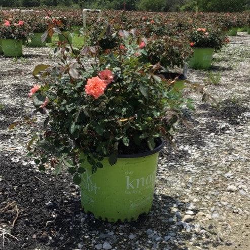 Rosa ‘Meidrifora' PP #19,148  - Coral Drift® Rose