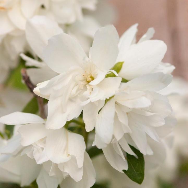 Philadelphus 'Snowbelle'  - Snowbelle Mockorange