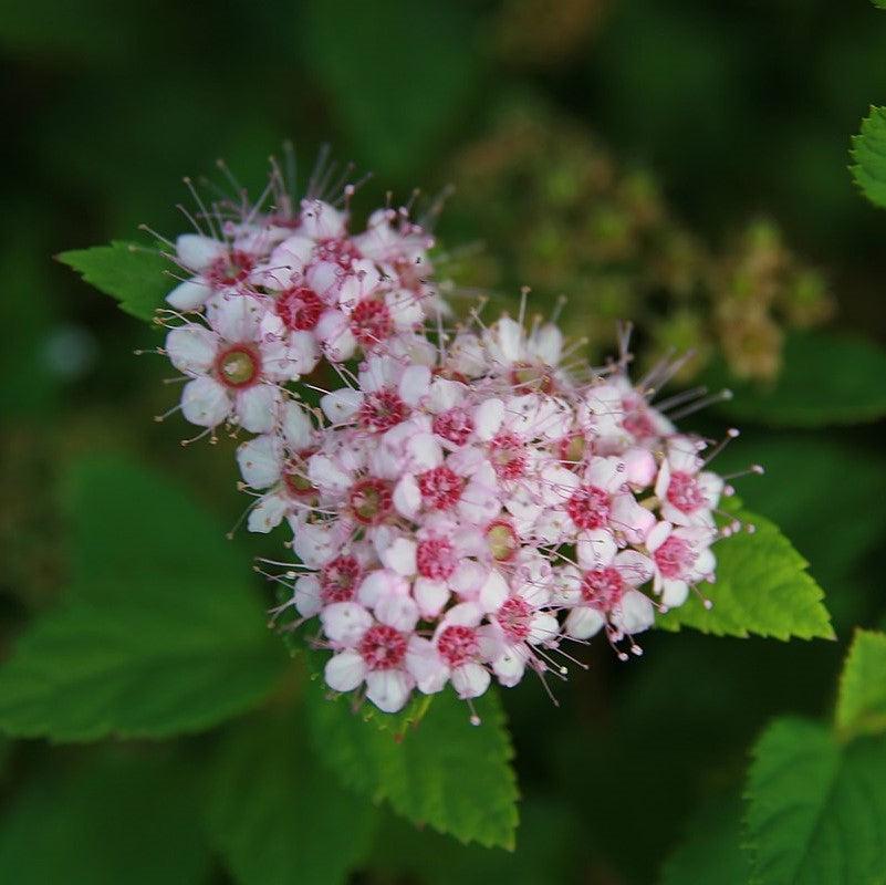 Spiraea japonica 'Little Princess'  - Little Princess Spirea