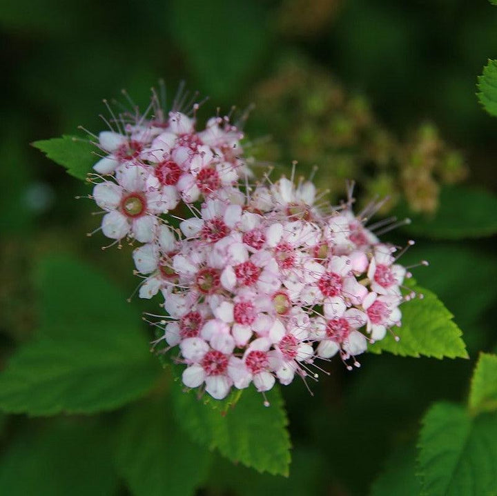 Spiraea japonica 'Little Princess'  - Little Princess Spirea