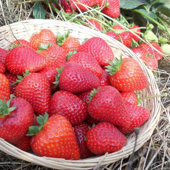 Fragaria x ananassa 'Buddy’  - Sweet Kiss™ Strawberry
