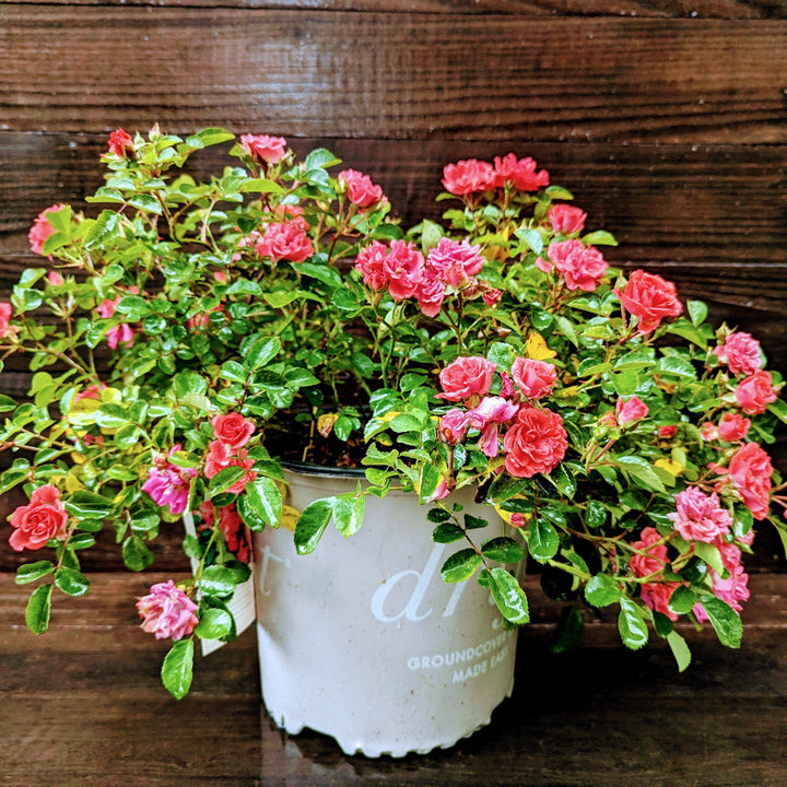 Rosa ‘Meidrifora' PP #19,148  - Coral Drift® Rose