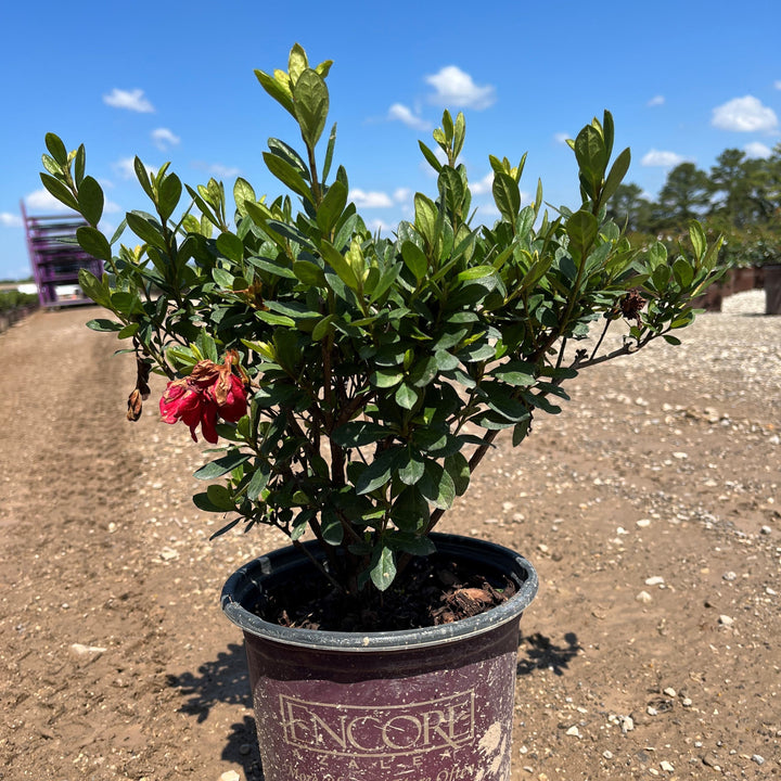 Rhododendron ‘Robleza’  - Encore® Autumn Bonfire™ Azalea