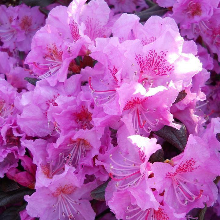 Rhododendron x 'Midnight Ruby'  - Midnight Ruby Rhododendron