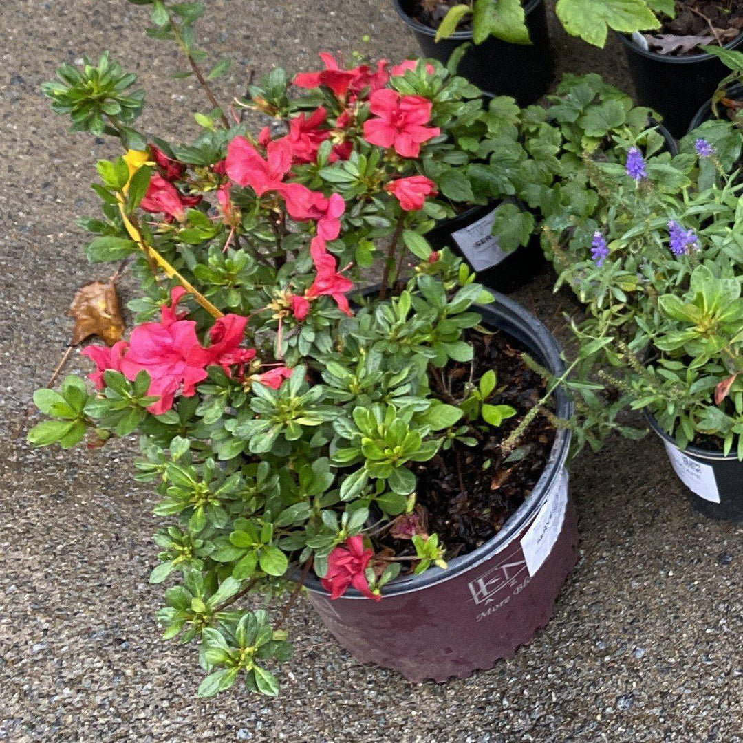 Rhododendron ‘Robleza’  - Encore® Autumn Bonfire™ Azalea
