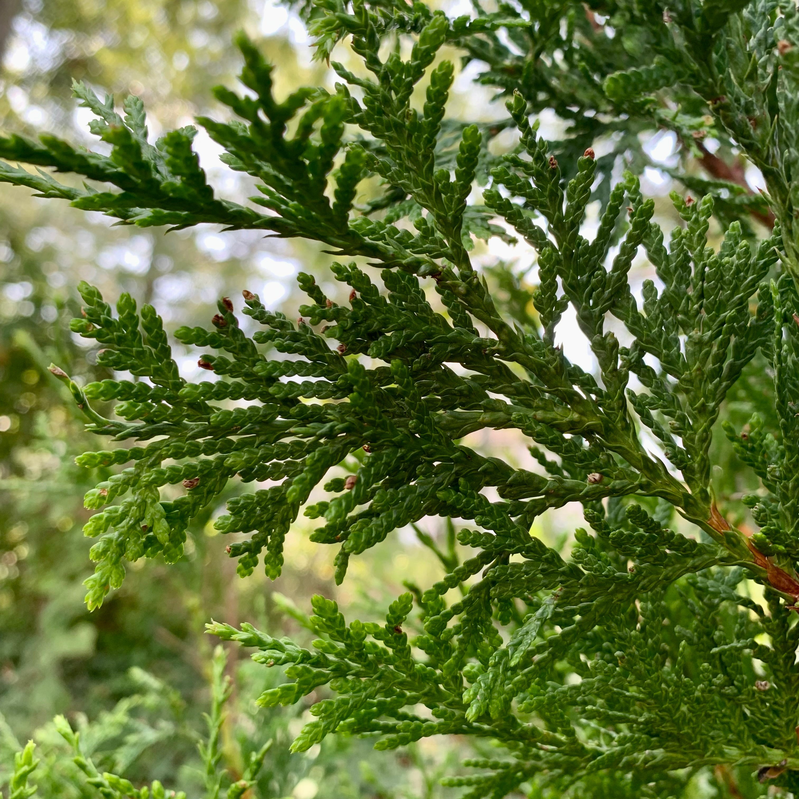 Thuja standishii x plicata 'Green Giant' - Green Giant Arborvitae