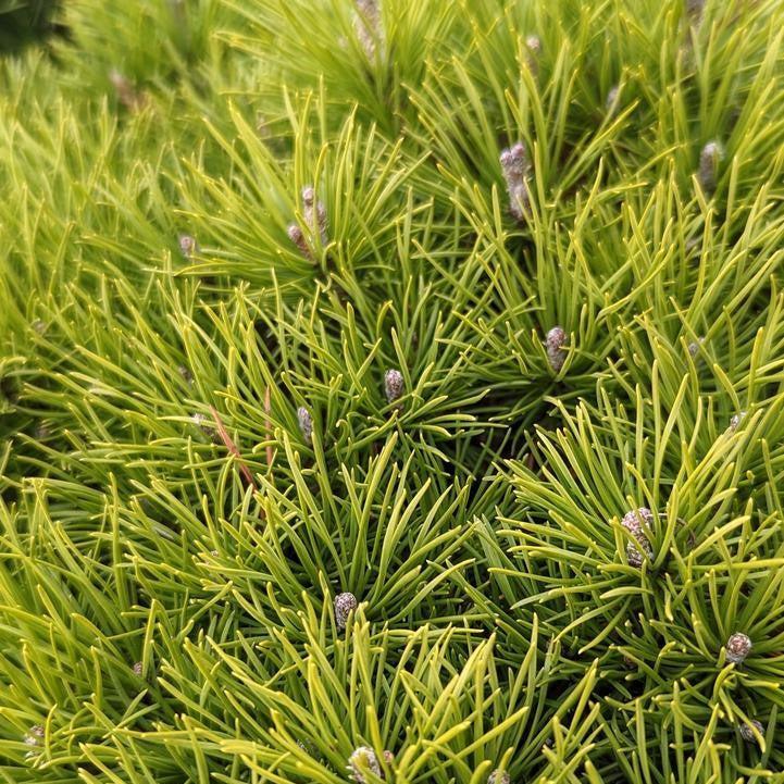 Pinus mugo var. mughus 'Enci'  - Enci Dwarf Mugo Pine