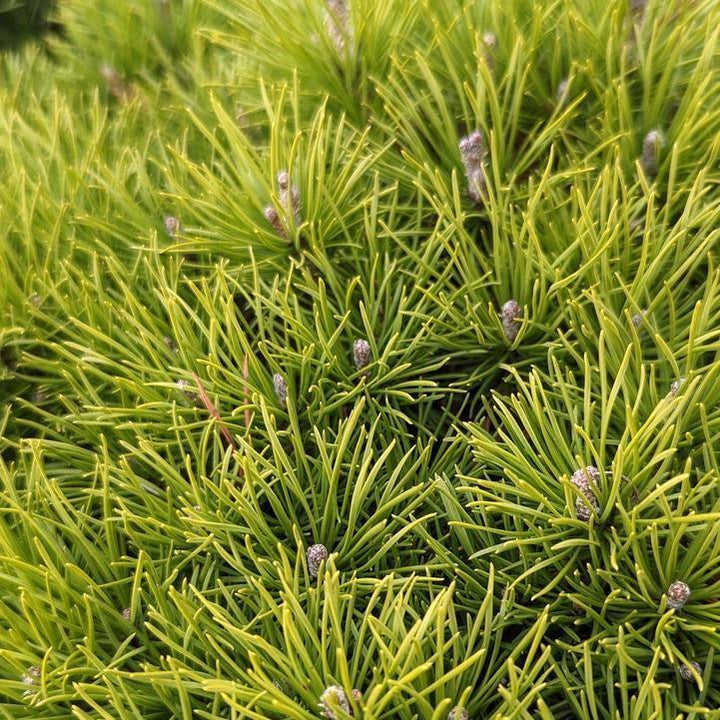 Pinus mugo var. mughus 'Enci'  - Enci Dwarf Mugo Pine