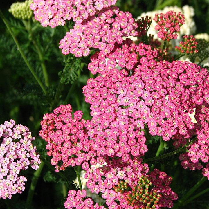 Achillea millefolium 'Pink Grapefruit'  - Pink Grapefruit Yarrow