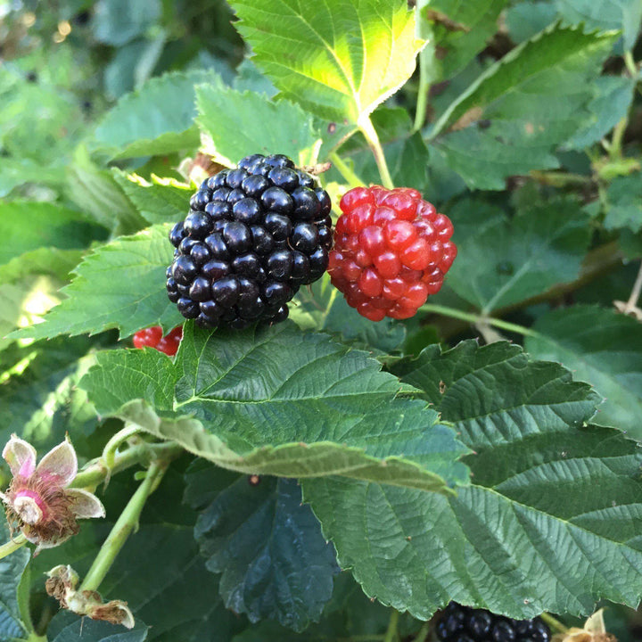 Rubus ulmifolius ‘APF-236T’  - Bushel and Berry® Baby Cakes® Thornless Blackberry