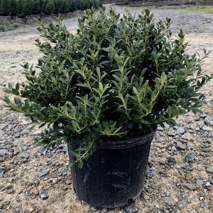 Ilex crenata 'Hoogendorn'  - Hoogendorn Holly