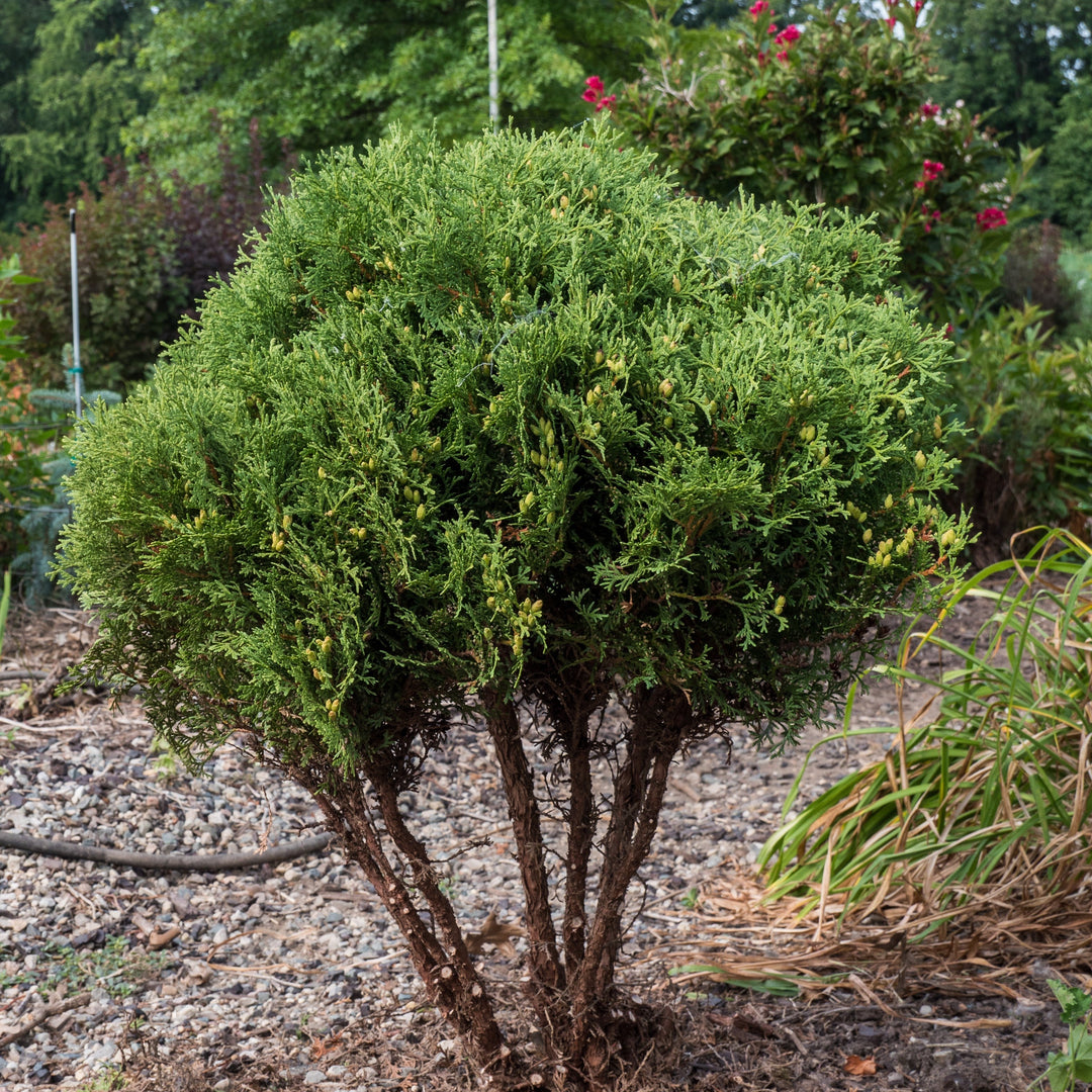 Thuja occidentalis 'Hetz Midget'  - Hetz Midget Arborvitae, Mini Arborvitae