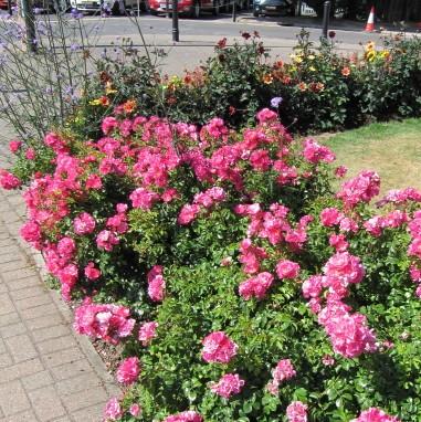 Rosa x 'NOA168098F'  - Flower Carpet® Pink Supreme Rose