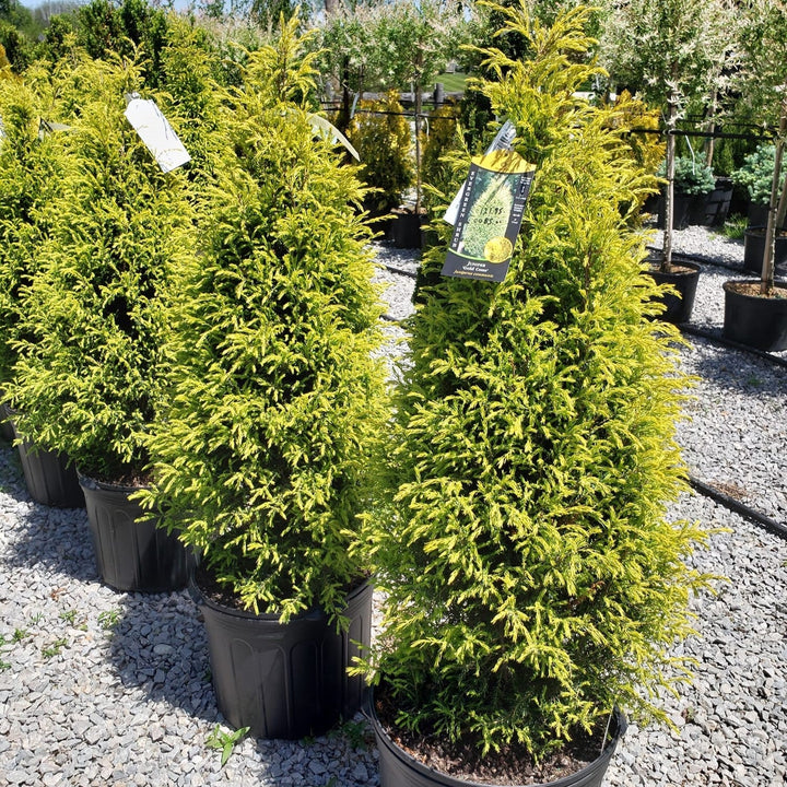 Juniperus communis 'Gold Cone'  - Gold Cone Juniper