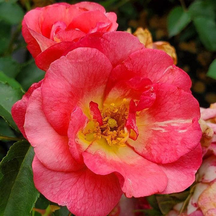 Rosa 'BAIset'  - Easy Elegance® Sunrise Sunset Rose