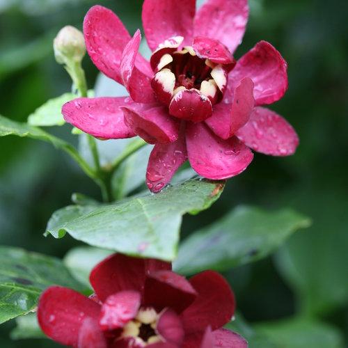 Calycanthus 'Aphrodite'  - Aphrodite Sweetshrub