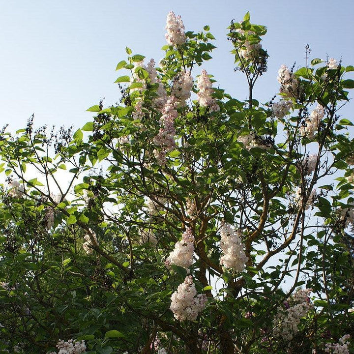 Syringa vulgaris 'Krasavitsa Moskvy'  - Beauty Of Moscow Lilac