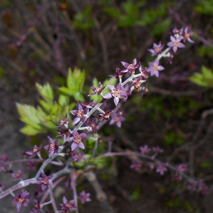 Xanthorhiza simplicissima  - Yellowroot