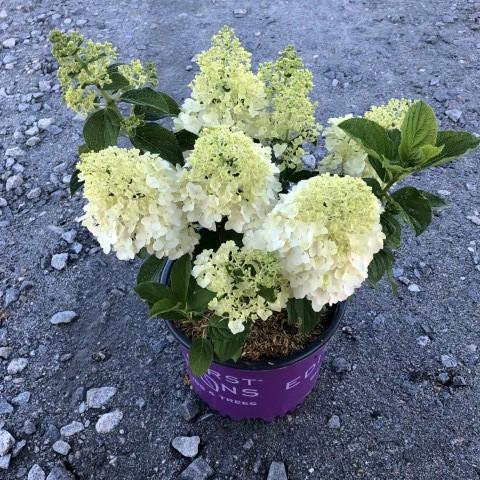 Hydrangea paniculata 'Bailpanone' PP32,549  - First Editions® Little Hottie® Hydrangea