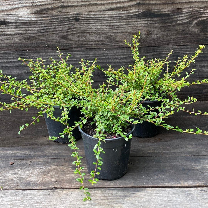 Cotoneaster dammeri 'Coral Beauty'  - Coral Beauty Cotoneaster