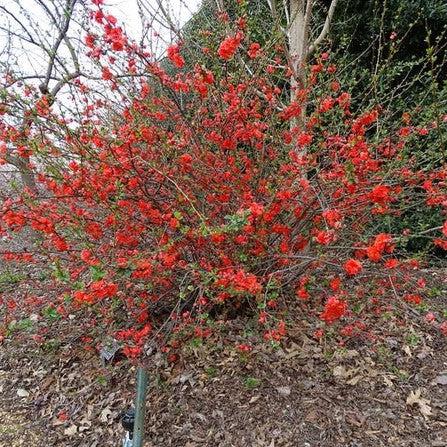 Chaenomeles speciosa 'Orange Storm' USPP 20,950  - PW® Double Take™ Orange Flowering Quince