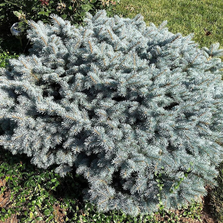 Picea pungens 'Globosa'  - Globe Blue Spruce