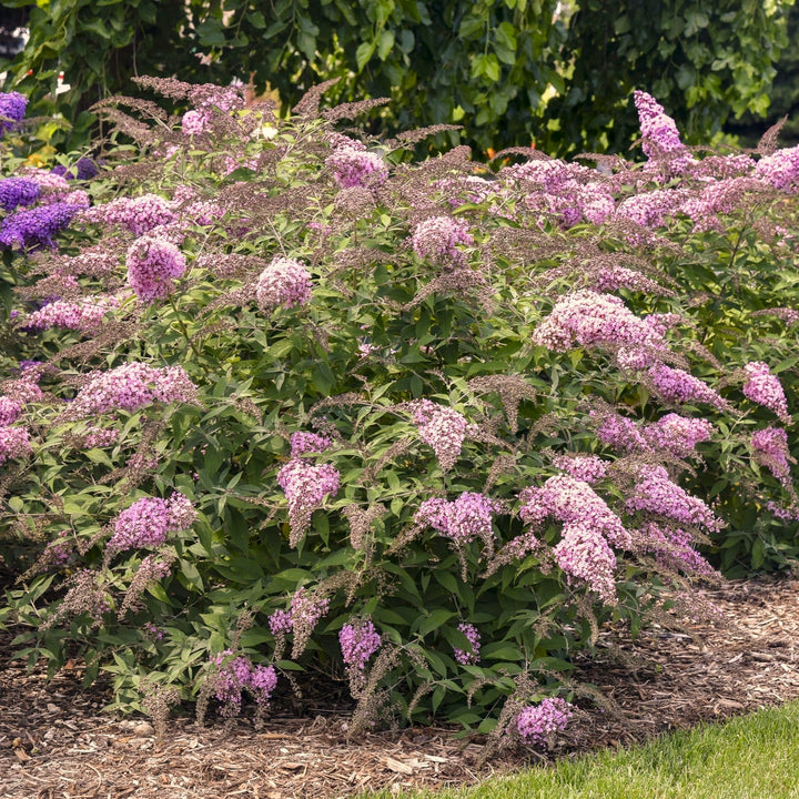Buddleia davidii 'Pink Cascade II'  - Pink Cascade II Butterfly Bush