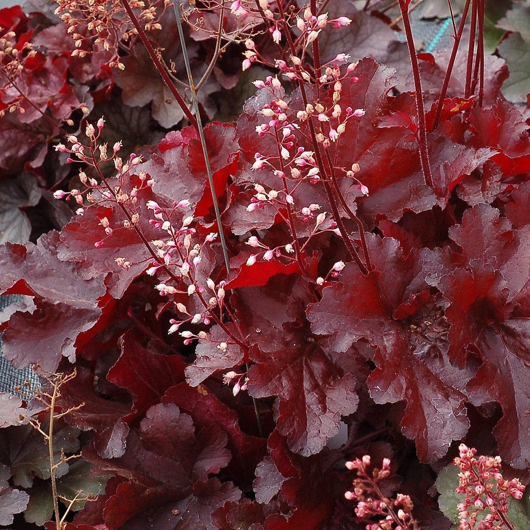 Heuchera x 'TNHEUFR'  - Forever® Red Heuchera, Coral Bells