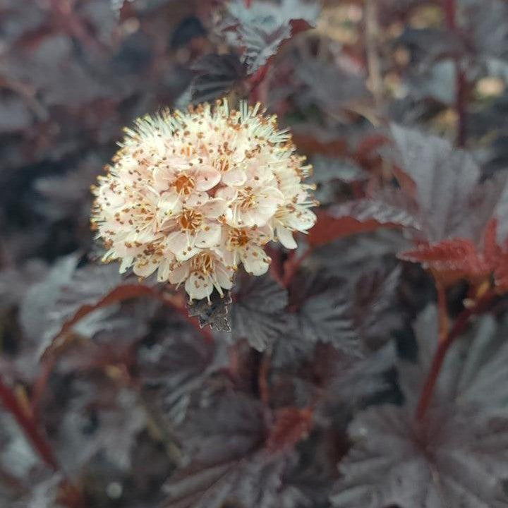 Physocarpus opulifolius 'SMNPMS'  - Summer Wine® Black Ninebark