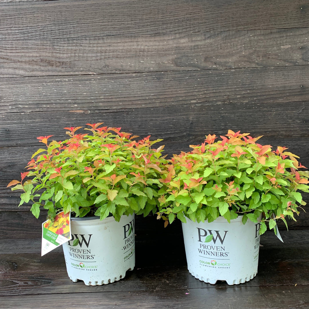 Spiraea japonica 'NCSX1'  - Double Play® Candy Corn® Spirea