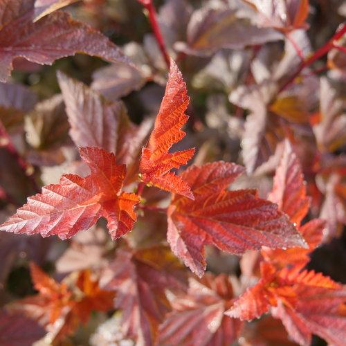 Physocarpus opulifolius 'SMNPOBLR' USPP 28,695  - Ginger Wine™ Ninebark