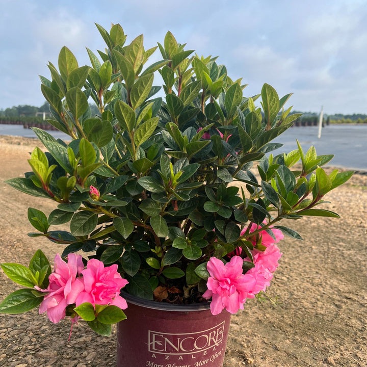 Rhododendron ‘Roblec’  - Encore® Autumn Carnation™ Azalea