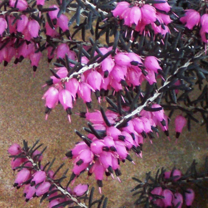 Erica x darleyensis 'Kramers Rote' - ica x darleyensis 'Kramers Rote'~ Kramer's Rote Heath