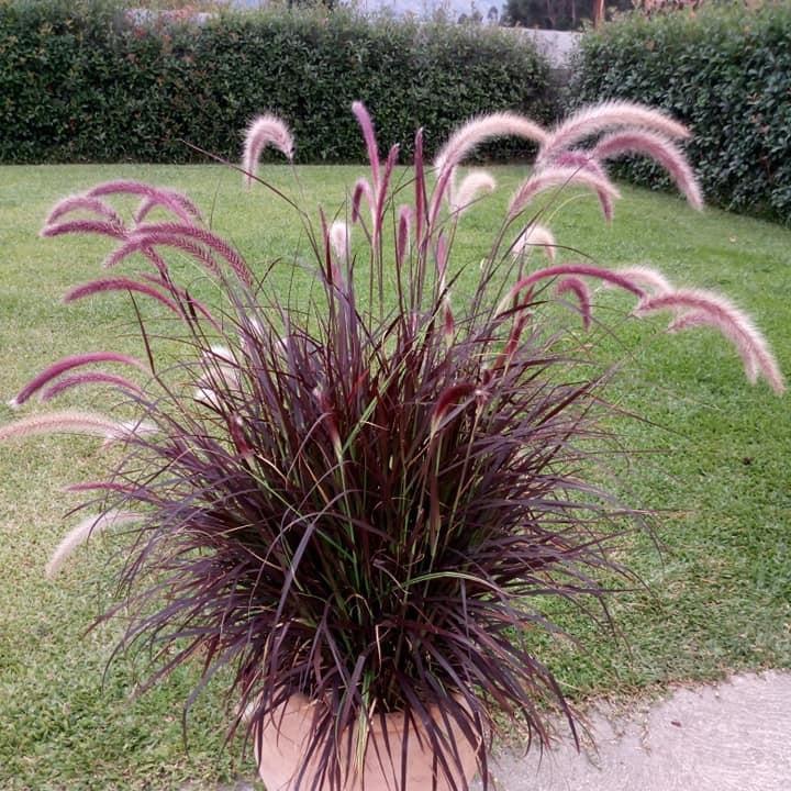 Pennisetum x advena 'Rubrum' ~ Purple Fountain Grass