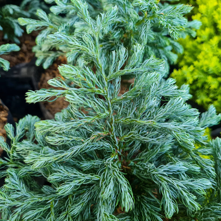 Chamaecyparis pisifera 'True Blue'  - True Blue Falsecypress