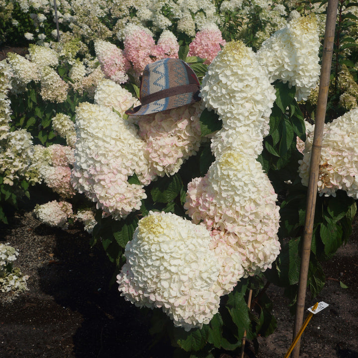 Hydrangea paniculata 'Bokropiav'  - Love-A-Lot™ Pink Hydrangea