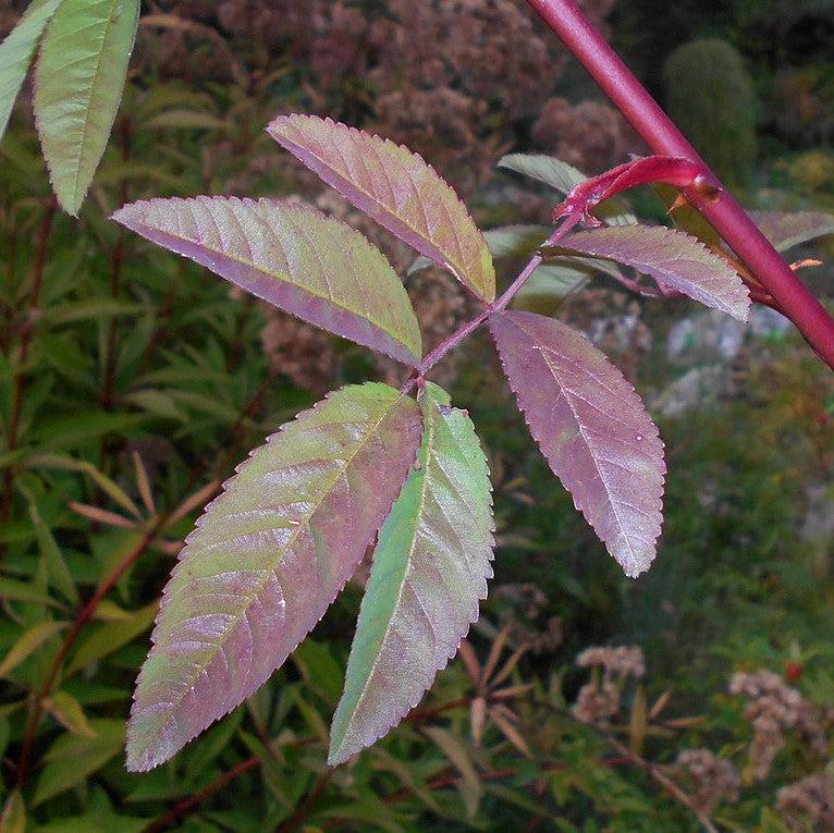 Rosa palustris  - Swamp Rose