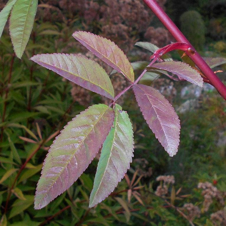 Rosa palustris  - Swamp Rose