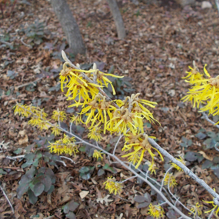 Hamamelis x intermedia 'Arnold Promise'  - Arnold Promise Witch Hazel