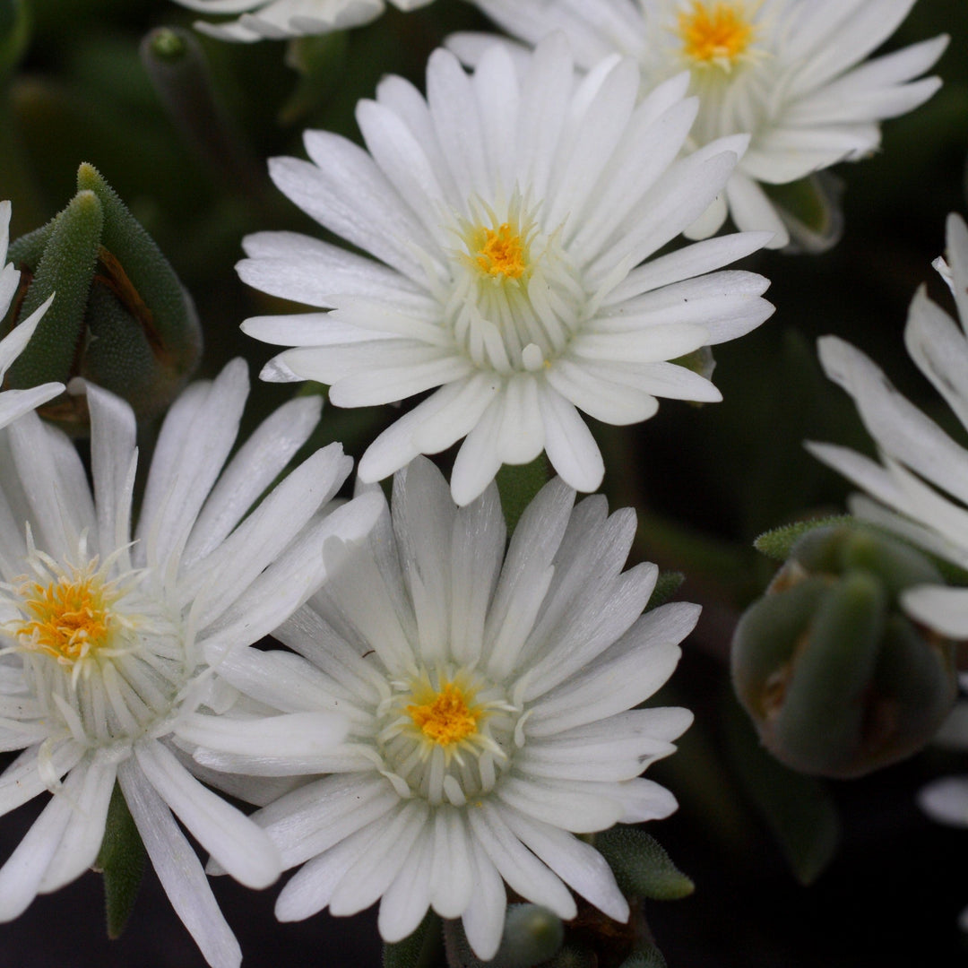 Delosperma cooperi 'Jewel of Desert Moonstone'  - Jewel of Desert® Moonstone Ice Plant