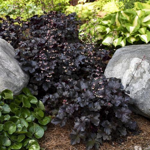 Heuchera villosa 'Black Pearl'  - Primo® Black Pearl Coral Bells