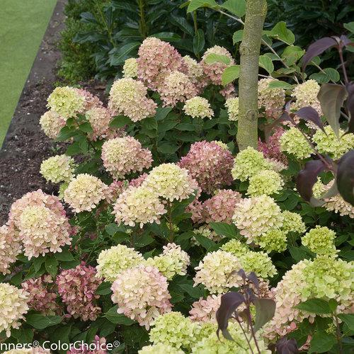 Hydrangea paniculata 'Jane' PP22,330  - Proven Winners® Little Lime® Hydrangea