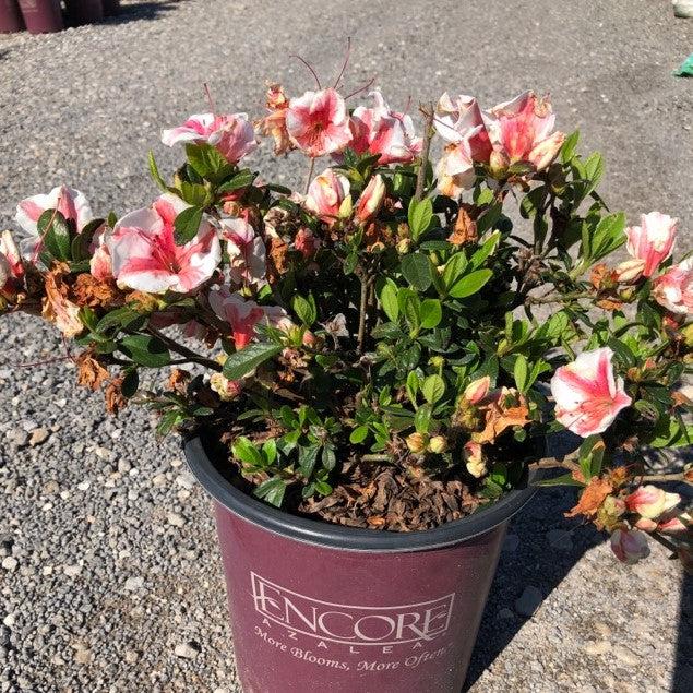 Rhododendron ‘Robleze’  - Encore® Autumn Starburst™ Azalea