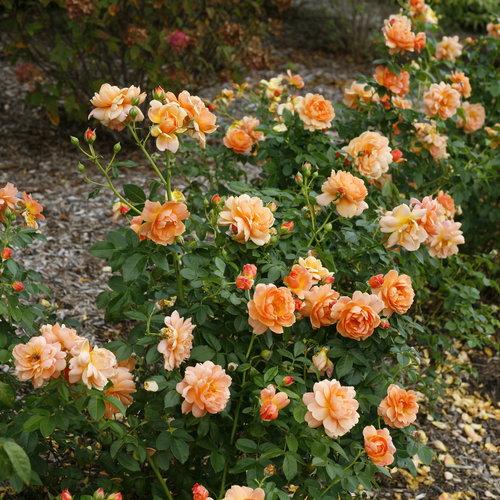 Rosa 'HORCOGJIL' PP 27541  - Proven Winners® Color Choice® At Last® Rose
