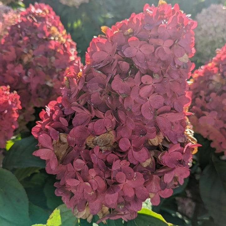 Hydrangea paniculata 'Bokropiav'  - Love-A-Lot™ Pink Hydrangea