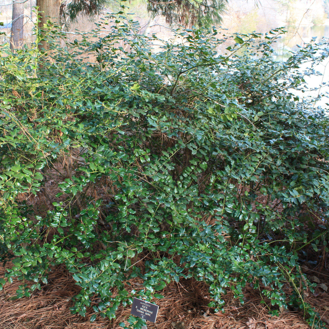 Ilex x meserveae 'Mesog'  - China Girl® Holly