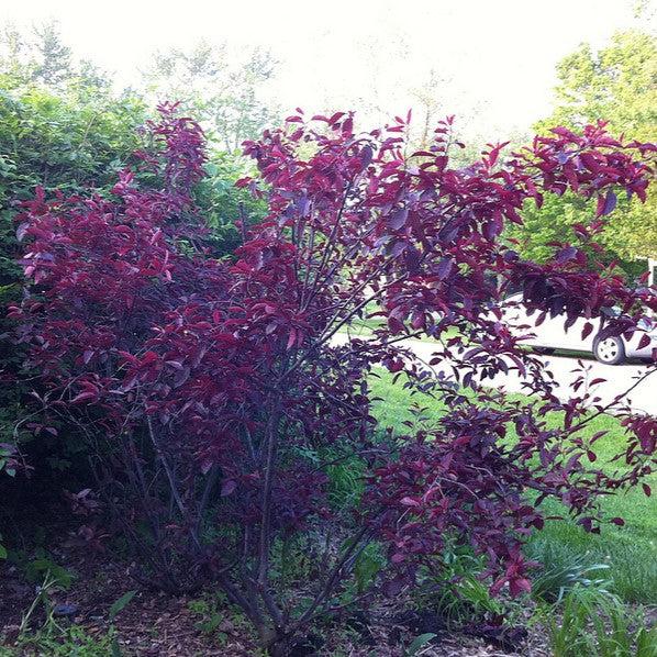 Purpleleaf Sandcherry