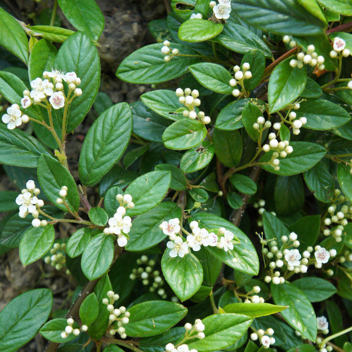 Cotoneaster sal. 'Repandens'  - Willowleaf Cotoneaster